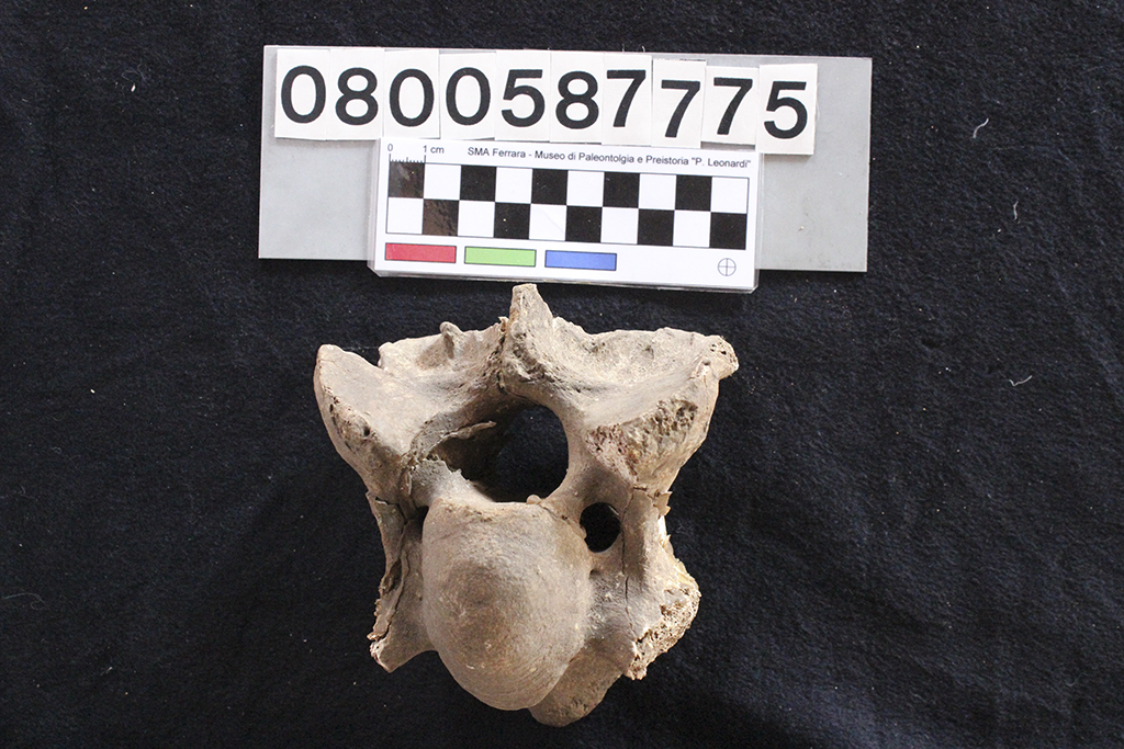 fossile (Bos sp., vertebra cervicale, esemplare)