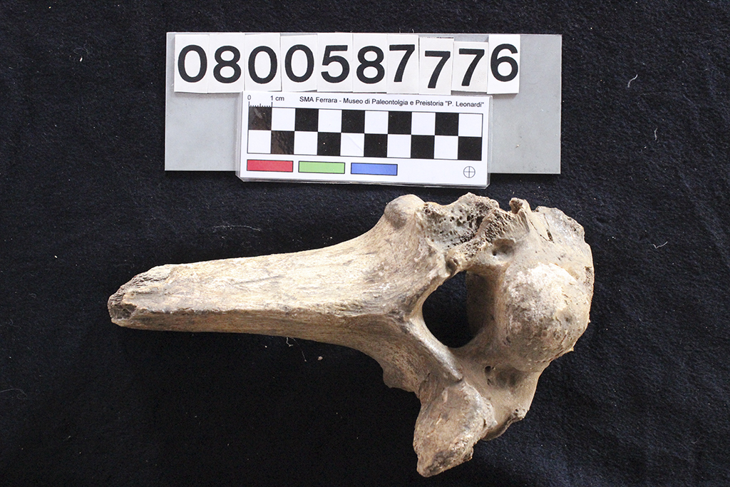 fossile (Bos sp., vertebra dorsale, esemplare)