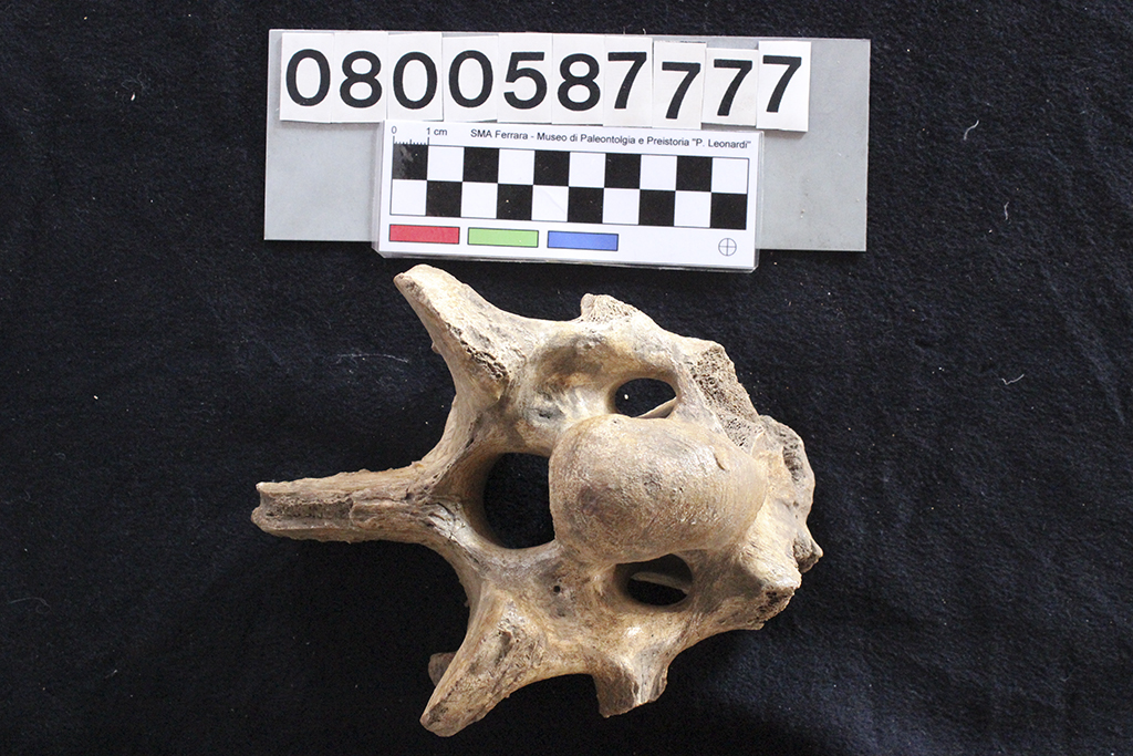 fossile (Bos sp., vertebra cervicale, esemplare)