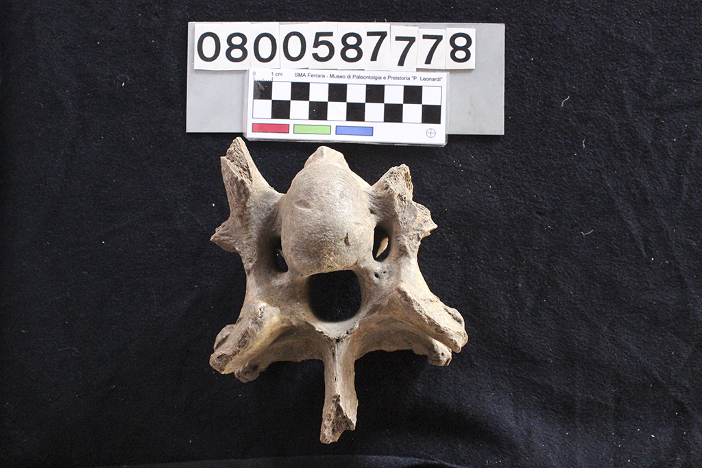 fossile (Bos sp., vertebra cervicale, esemplare)