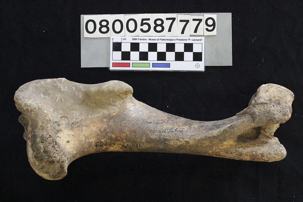 fossile (Equus sp., omero, esemplare)