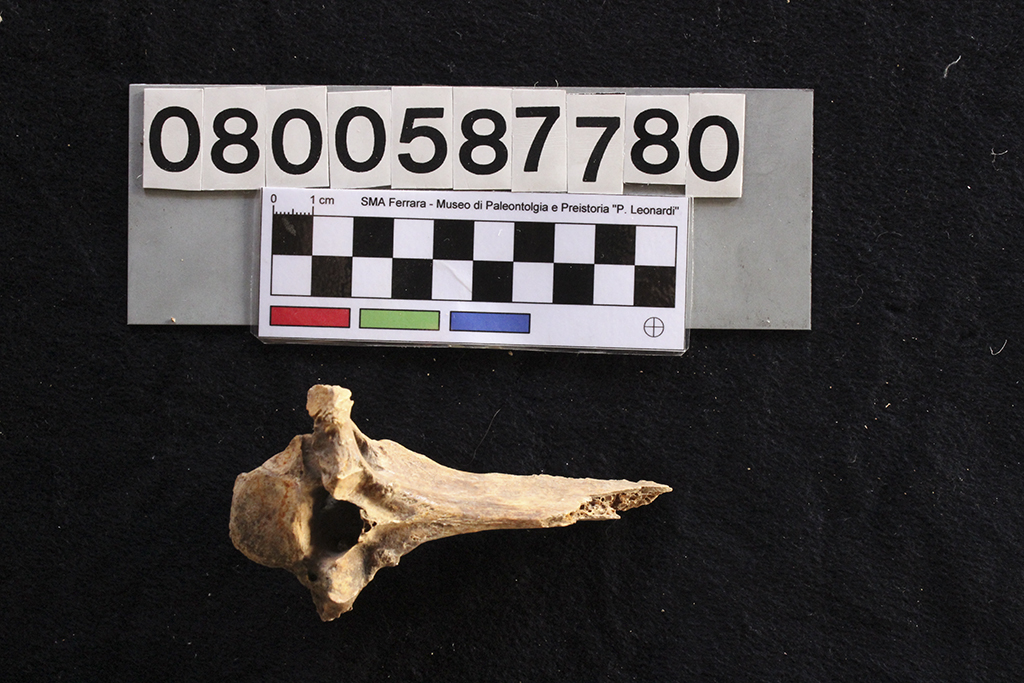 fossile (Crocuta crocuta spelaea, vertebra dorsale, esemplare)