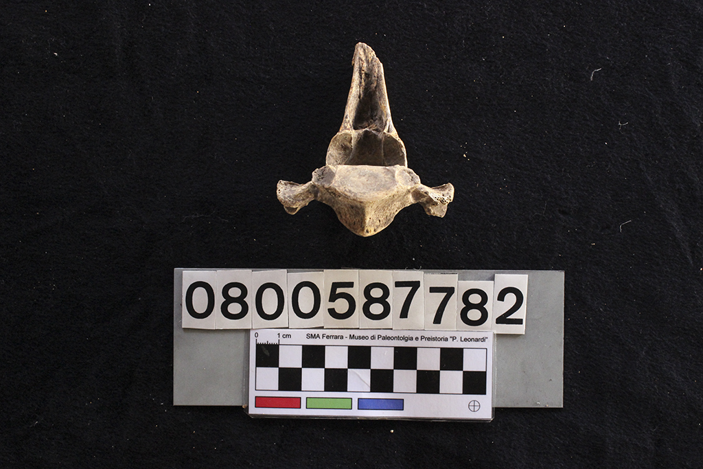 fossile (Crocuta crocuta spelaea, vertebra dorsale, esemplare)