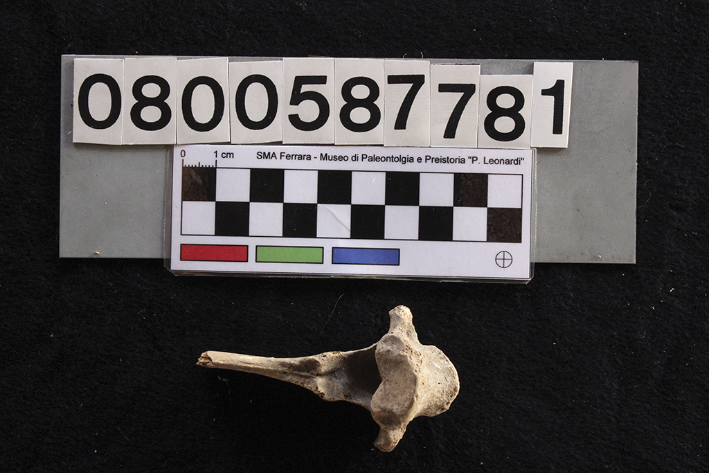 fossile (Crocuta crocuta spelaea, vertebra dorsale, esemplare)