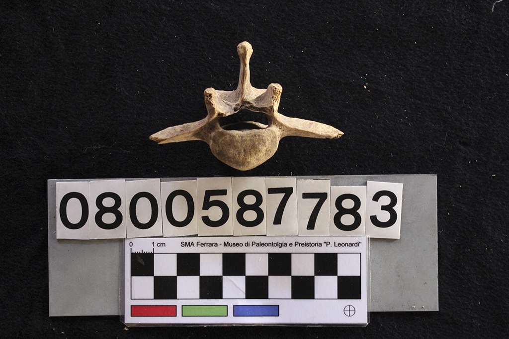 fossile (Crocuta crocuta spelaea, vertebra lombare, esemplare)