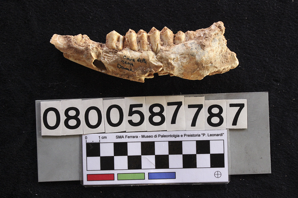 fossile (Cervus elaphus siciliae, mandibola, esemplare)