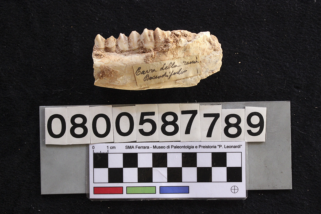 fossile (Cervus elaphus siciliae, mandibola, esemplare)