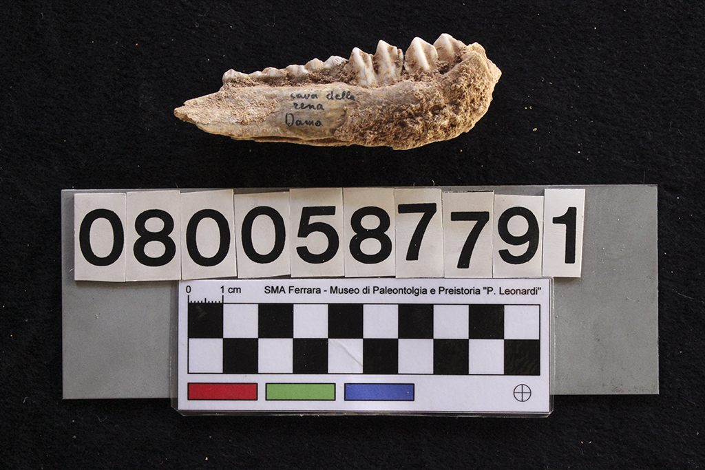 fossile (Cervus elaphus siciliae, mandibola, esemplare)