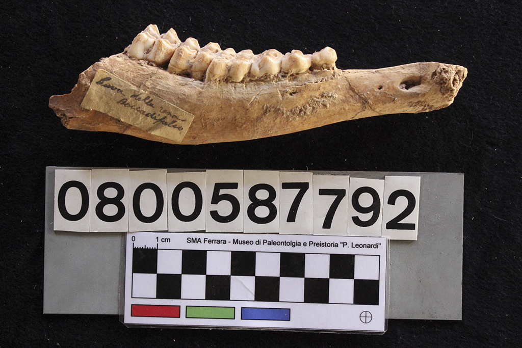 fossile (Cervus elaphus siciliae, mandibola, esemplare)