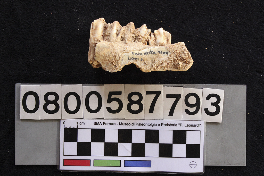 fossile (Cervus elaphus siciliae, mandibola, esemplare)