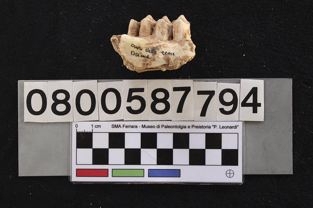 fossile (Cervus elaphus siciliae, mandibola, esemplare)