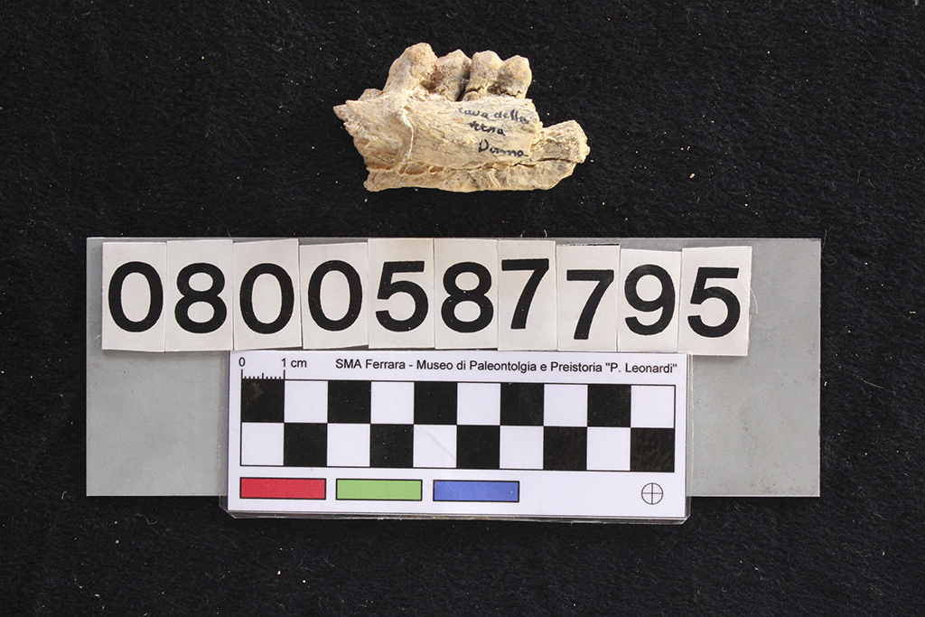 fossile (Cervus elaphus siciliae, mandibola, esemplare)