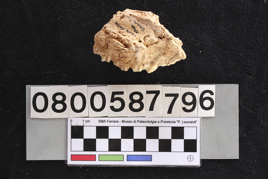 fossile (Cervus elaphus siciliae, mascellare, esemplare)