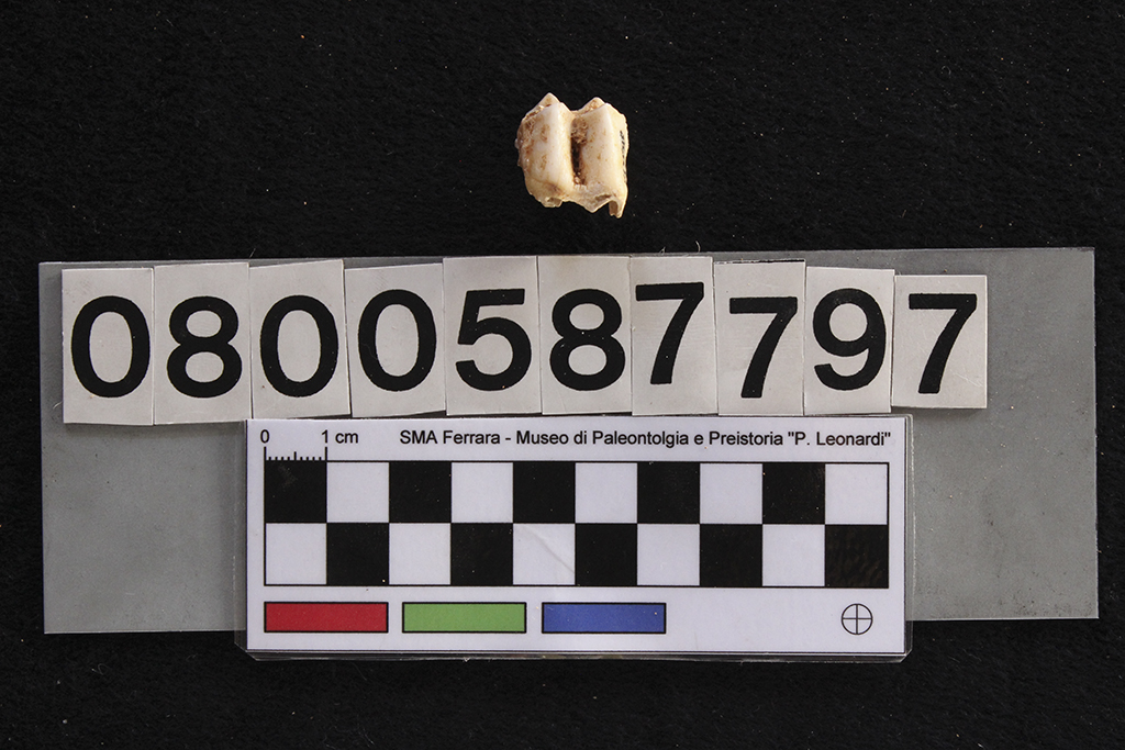 fossile (Cervus elaphus siciliae, dente, esemplare)