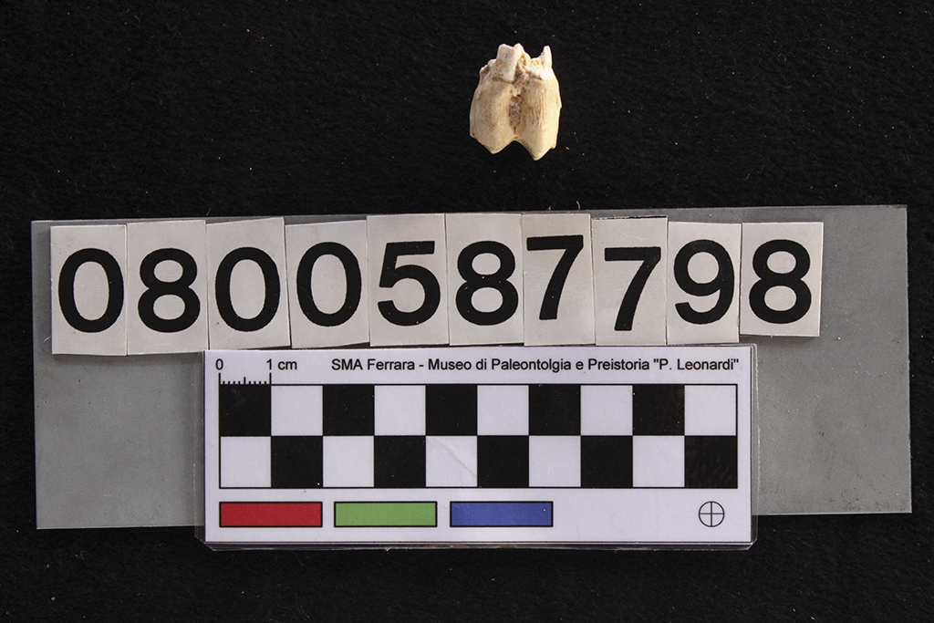 fossile (Cervus elaphus siciliae, dente, esemplare)