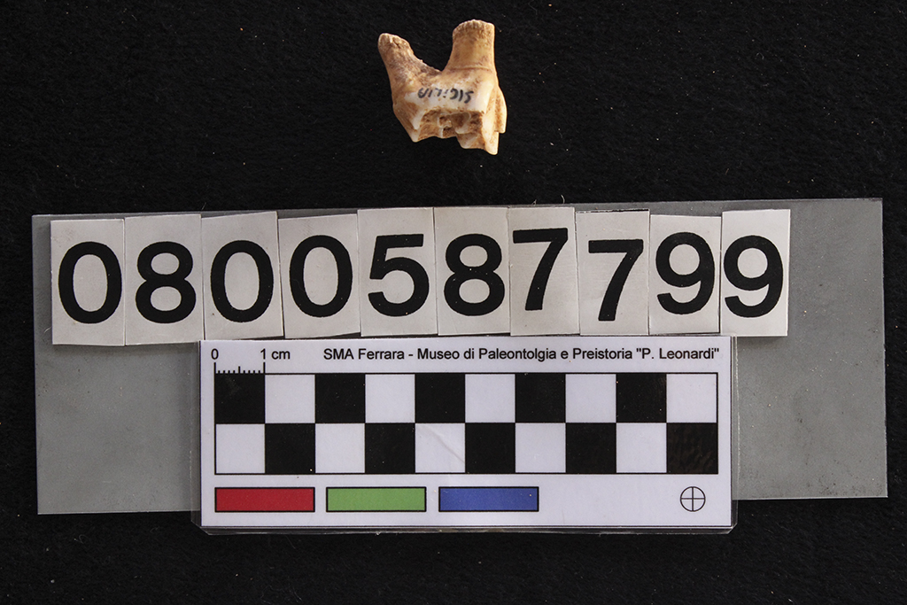 fossile (Cervus elaphus siciliae, dente, esemplare)