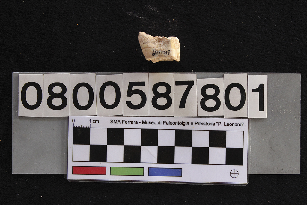 fossile (Cervus elaphus siciliae, dente, esemplare)