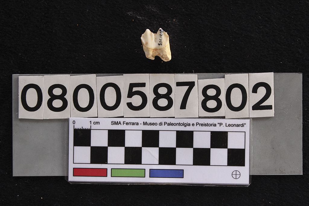 fossile (Cervus elaphus siciliae, dente, esemplare)