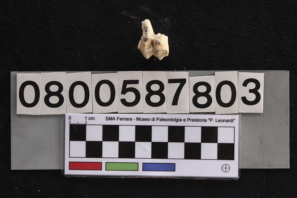 fossile (Cervus elaphus siciliae, dente, esemplare)