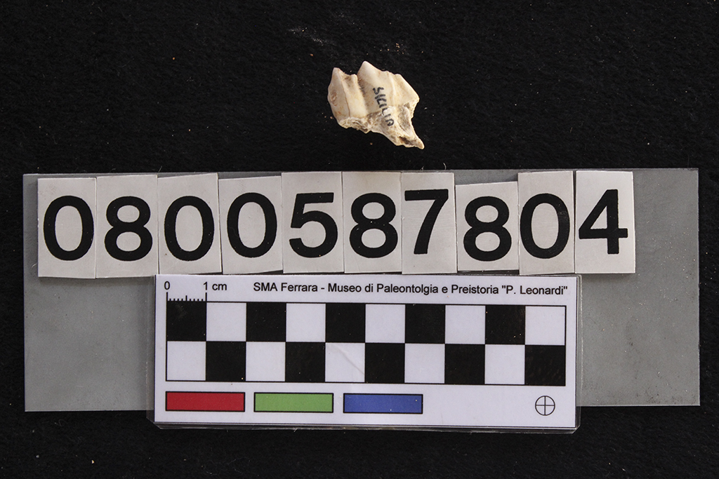 fossile (Cervus elaphus siciliae, dente, esemplare)