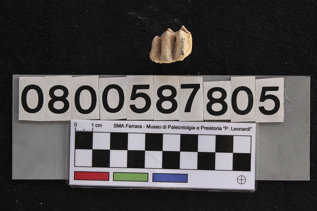 fossile (Cervus elaphus siciliae, dente, esemplare)