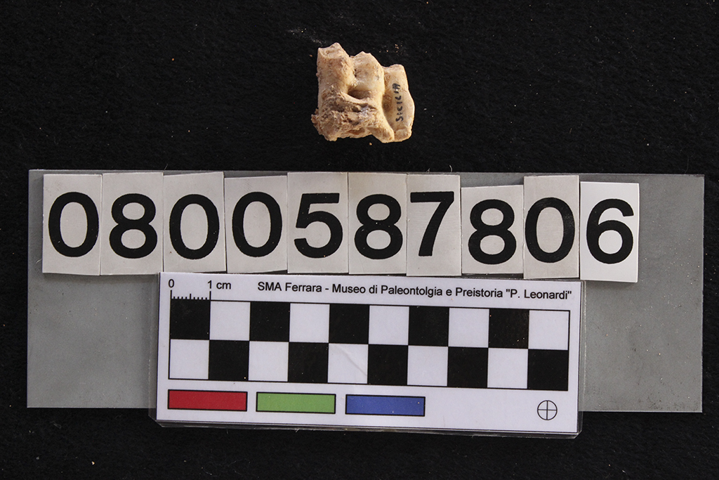 fossile (Cervus elaphus siciliae, dente, esemplare)