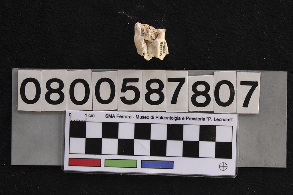 fossile (Cervus elaphus siciliae, dente, esemplare)