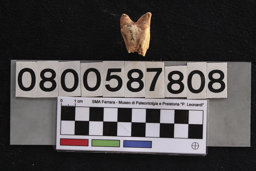 fossile (Cervus elaphus siciliae, dente, esemplare)