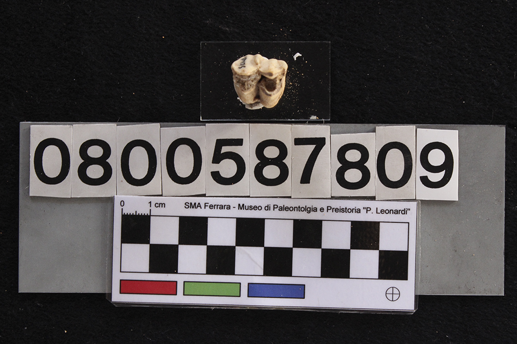 fossile (Cervus elaphus siciliae, dente, esemplare)