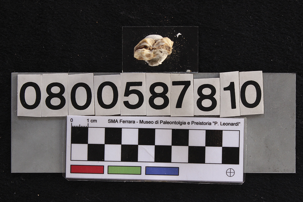 fossile (Cervus elaphus siciliae, dente, esemplare)