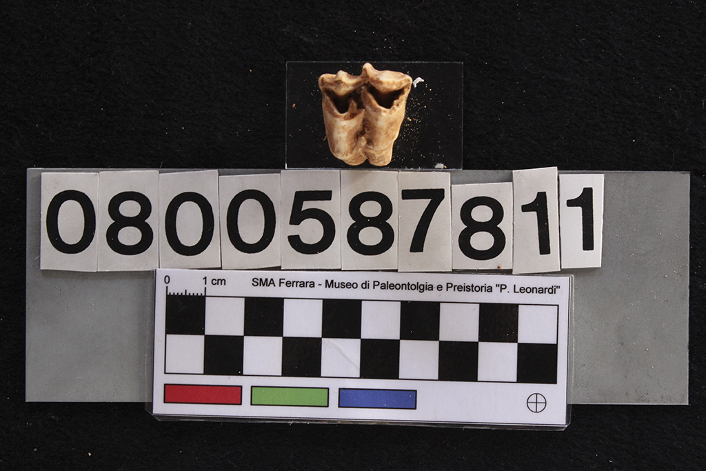 fossile (Cervus elaphus siciliae, dente, esemplare)