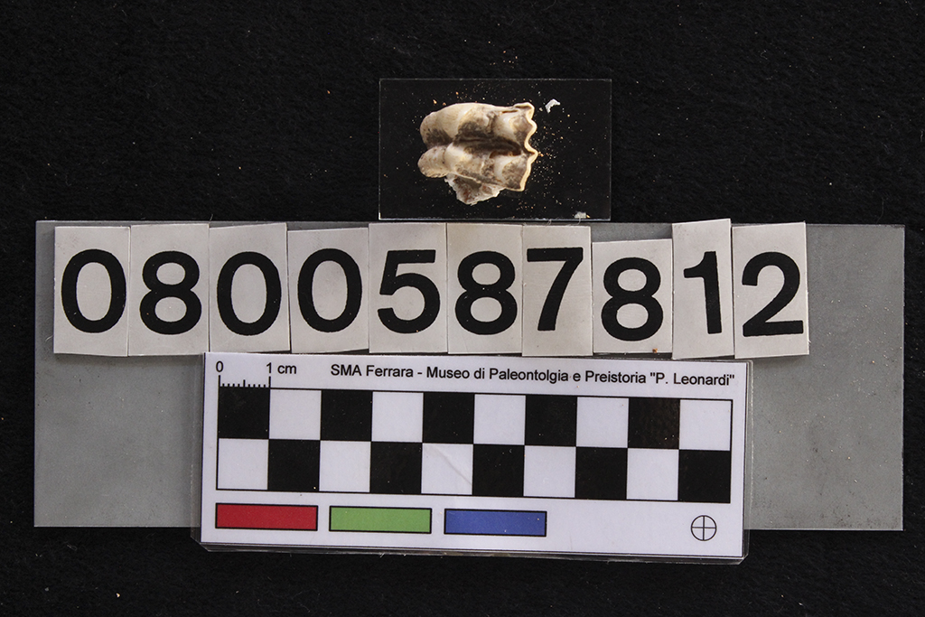 fossile (Cervus elaphus siciliae, dente, esemplare)