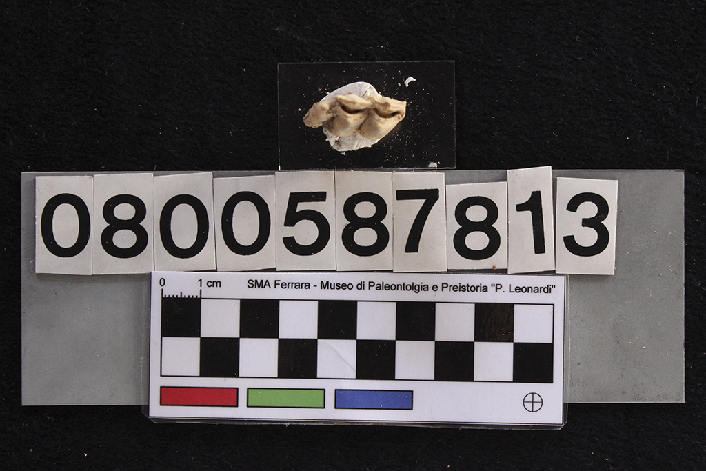 fossile (Cervus elaphus siciliae, dente, esemplare)