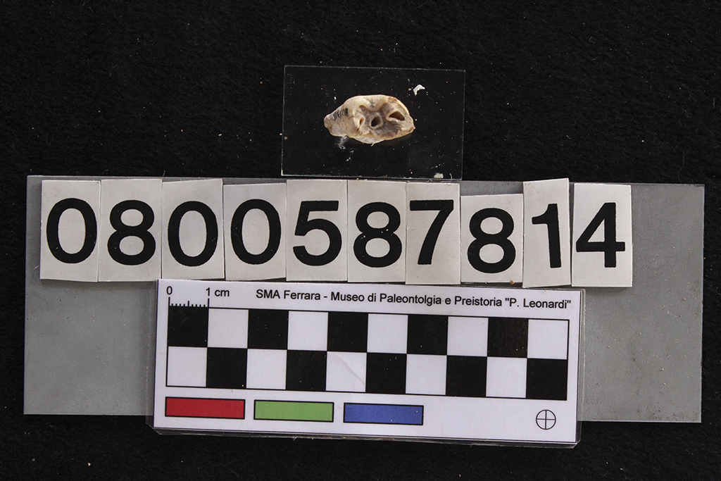 fossile (Cervus elaphus siciliae, dente, esemplare)