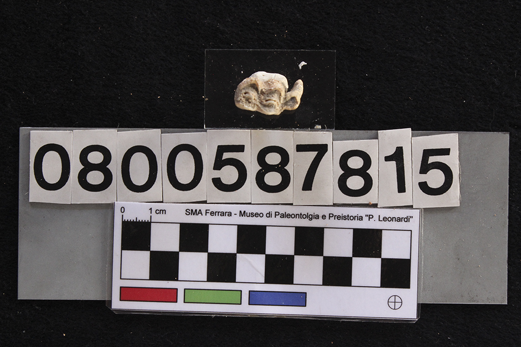 fossile (Cervus elaphus siciliae, dente, esemplare)