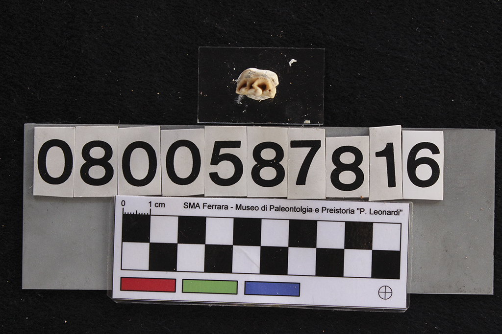 fossile (Cervus elaphus siciliae, dente, esemplare)