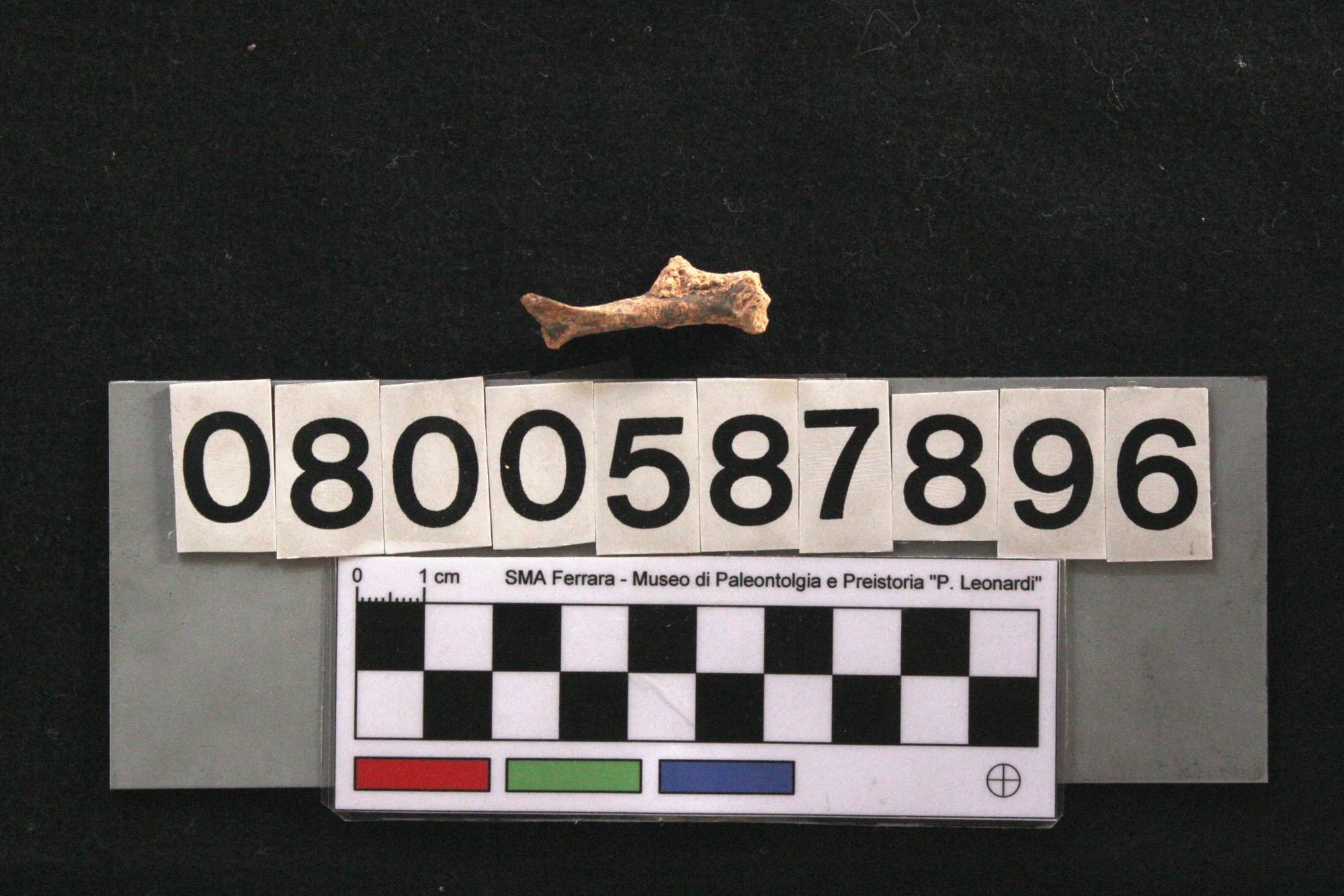 fossile (Leithia melitensis, omero, esemplare)