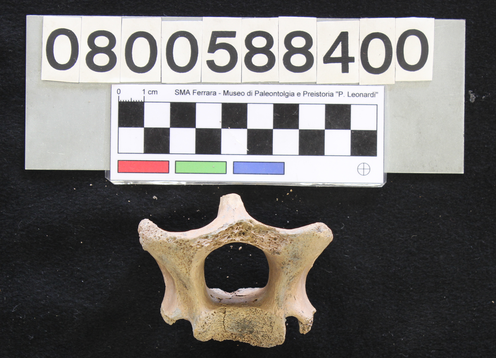 fossile (Bos vel Bison, epistrofeo, esemplare)