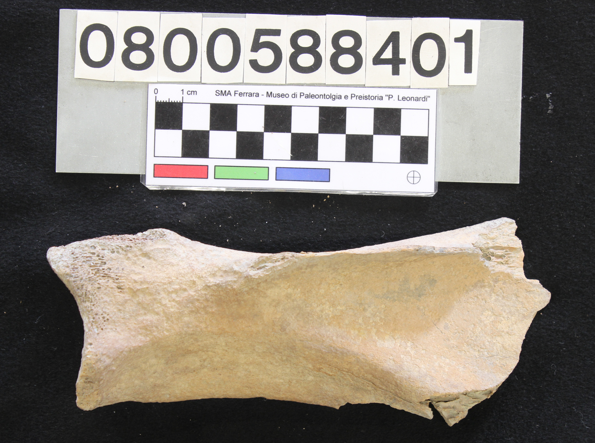 fossile (Bison priscus, scapola, esemplare)