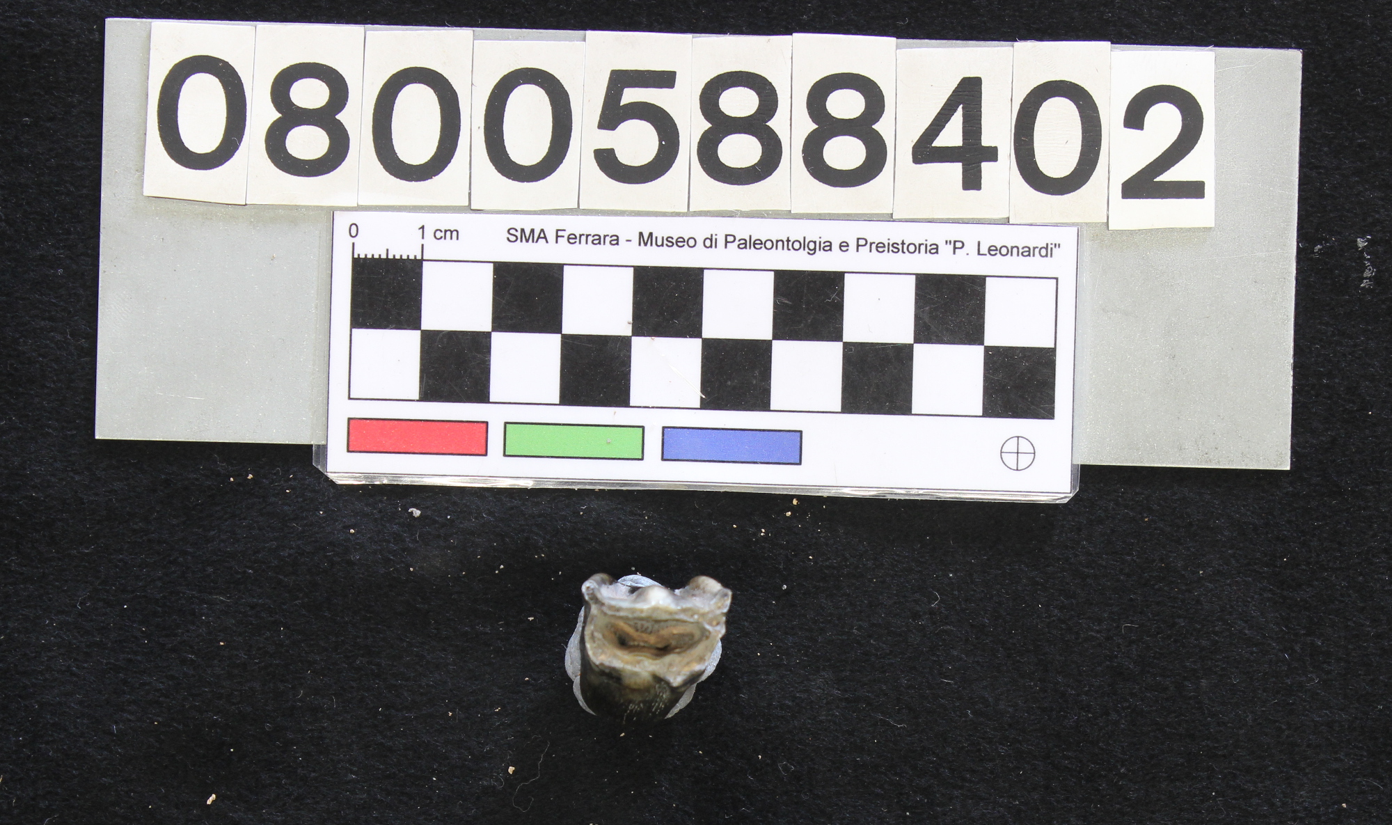 fossile (Bison priscus, metacarpo, esemplare)