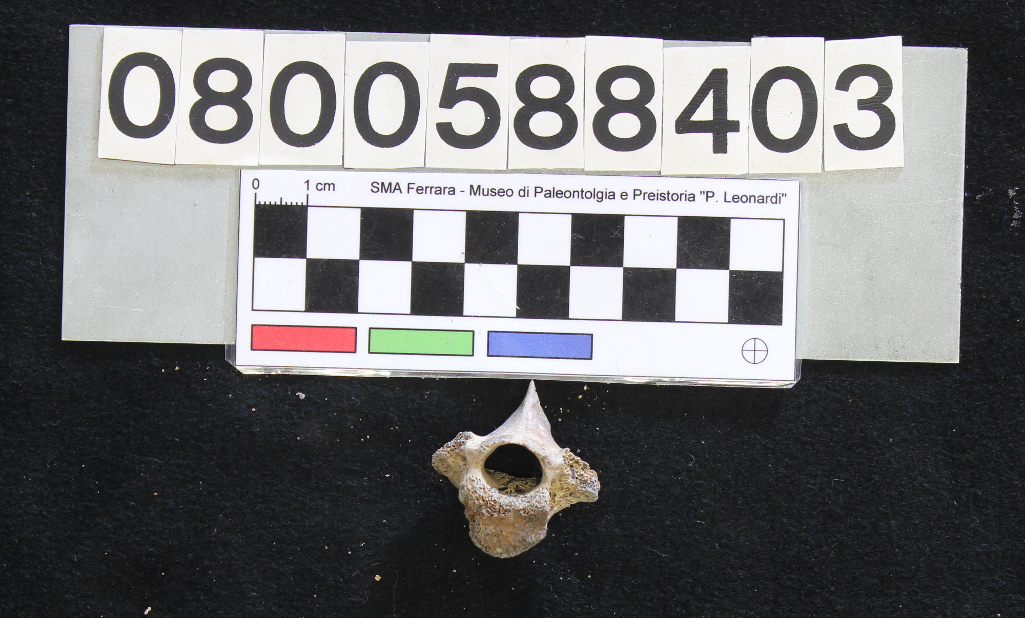 fossile (Bison priscus, cavicchia ossea, esemplare)