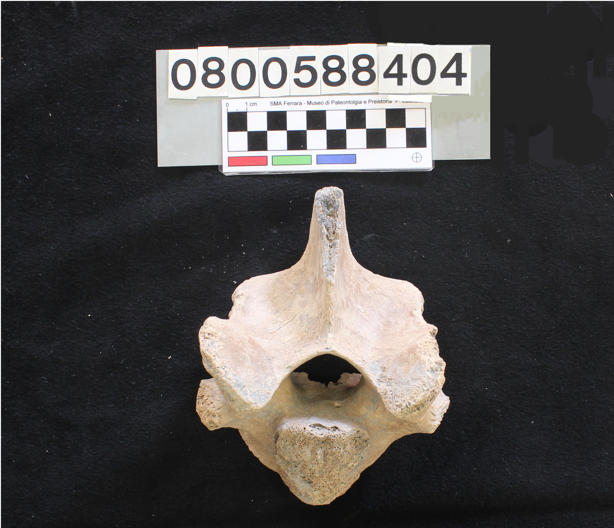 fossile (Bison priscus, cavicchia ossea, esemplare)