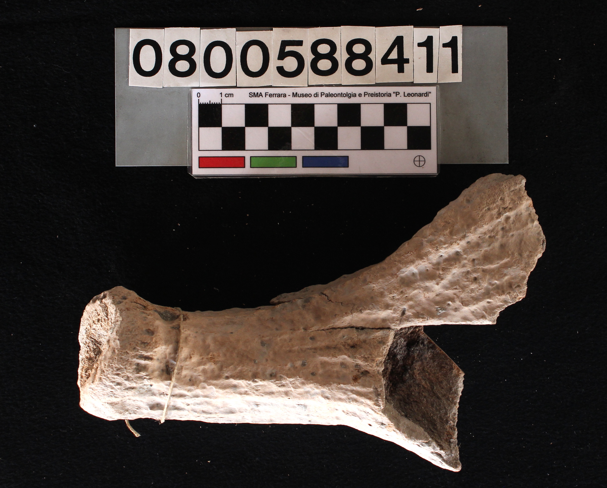 fossile (Alces alces, palco, esemplare)