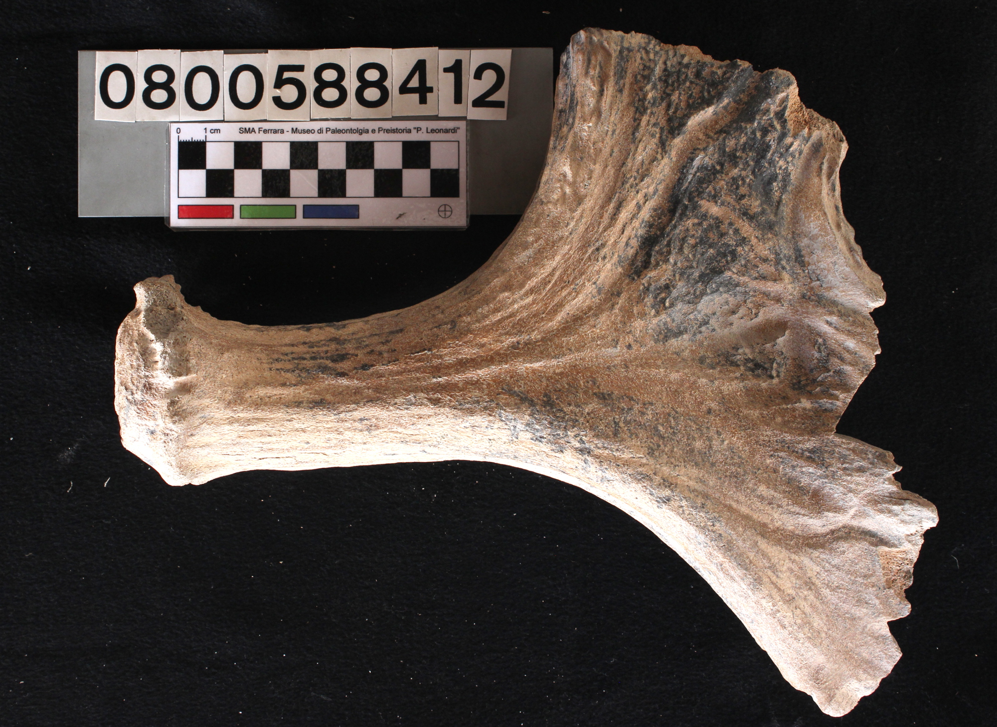 fossile (Alces alces, palco, esemplare)