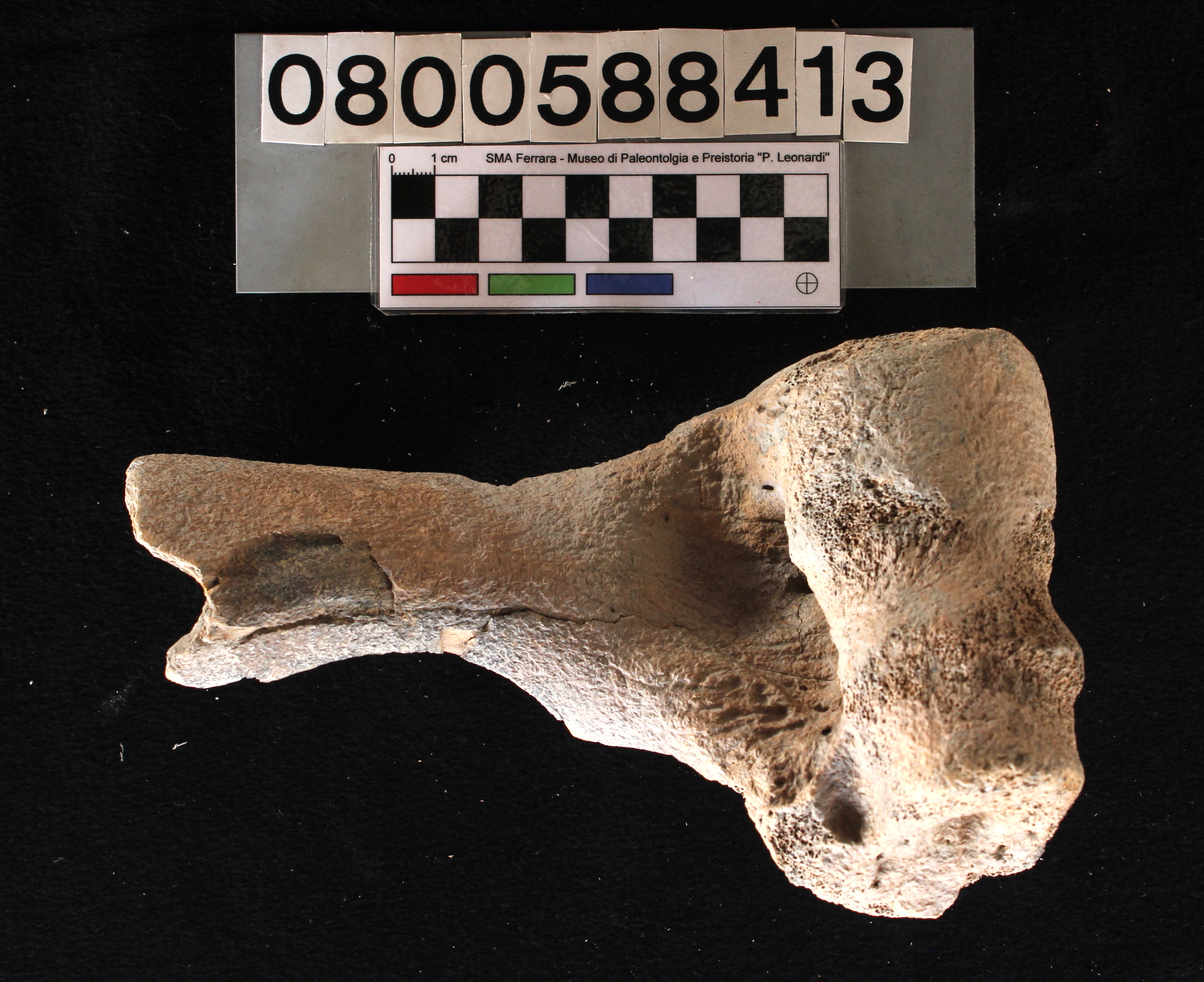 fossile (Bison priscus, omero, esemplare)