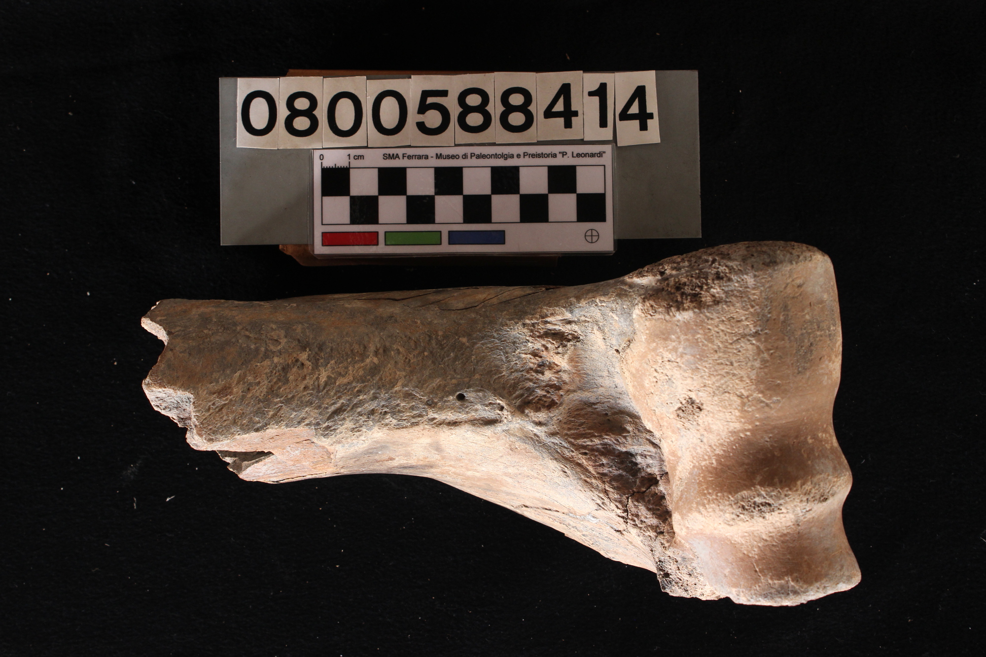 fossile (Bison priscus, omero, esemplare)