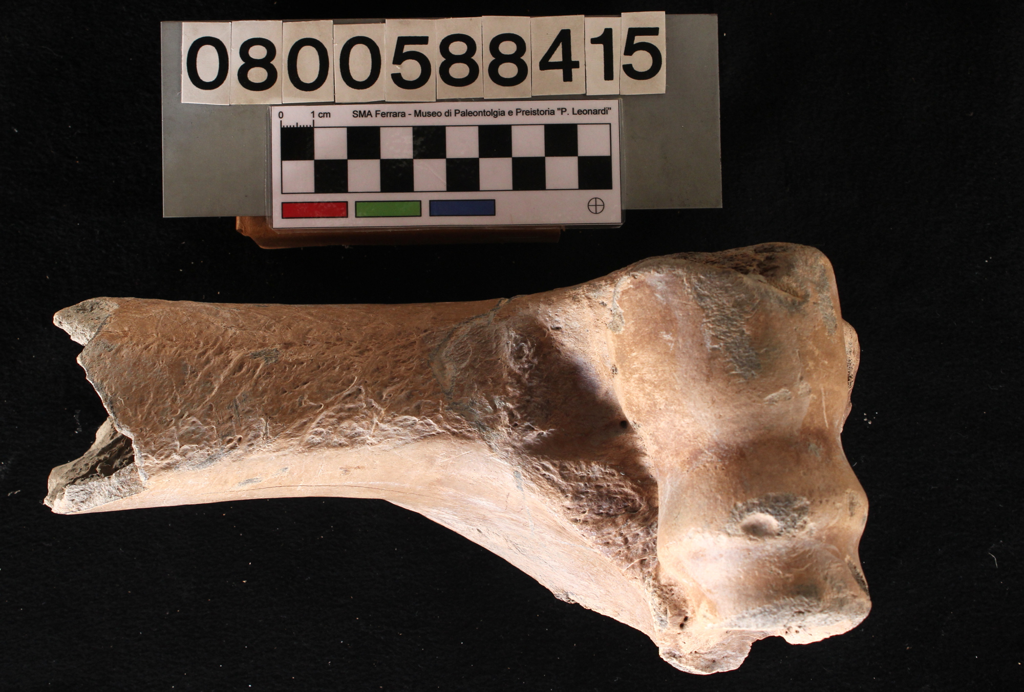 fossile (Bison priscus, omero, esemplare)