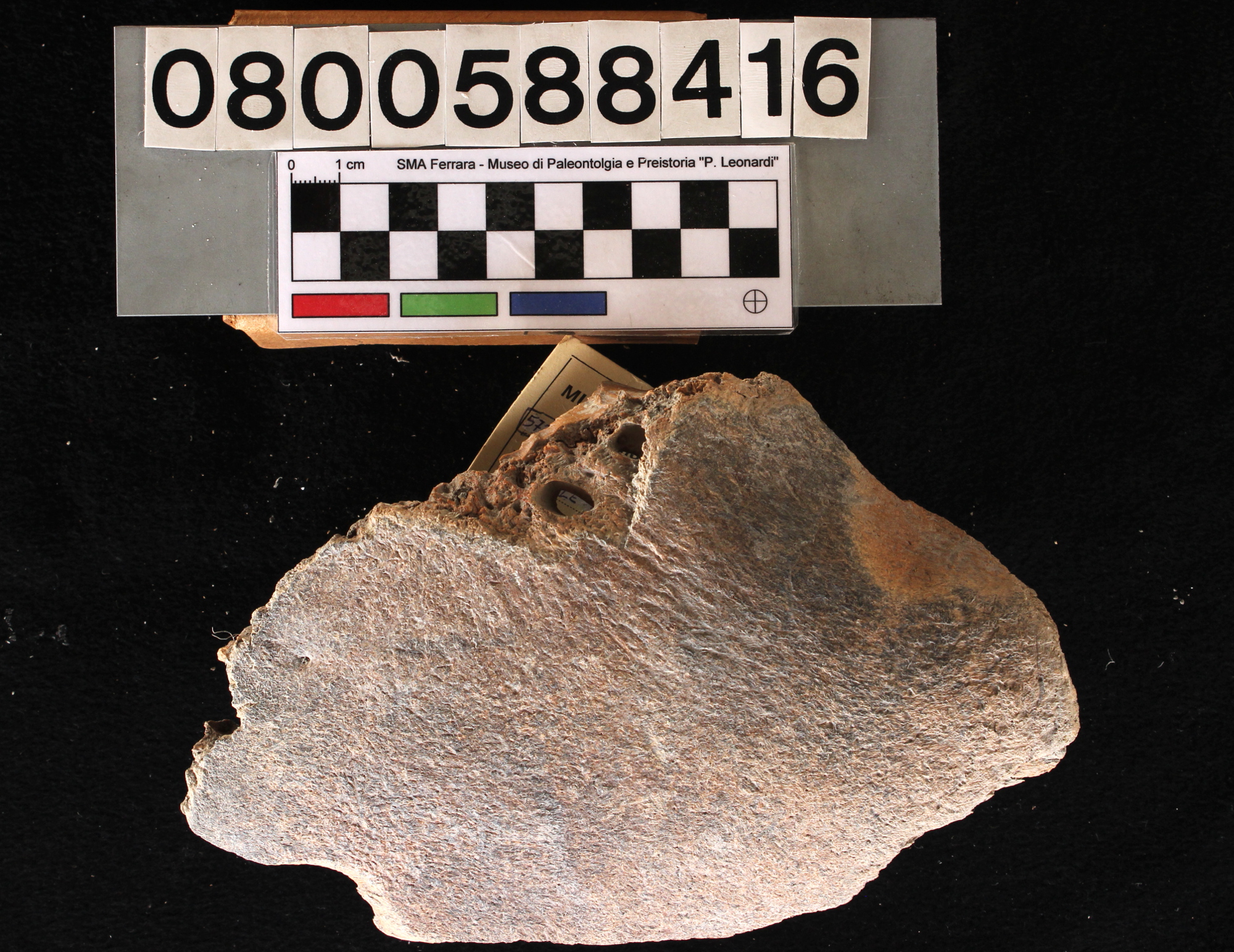 fossile (Bison priscus, cranio, esemplare)