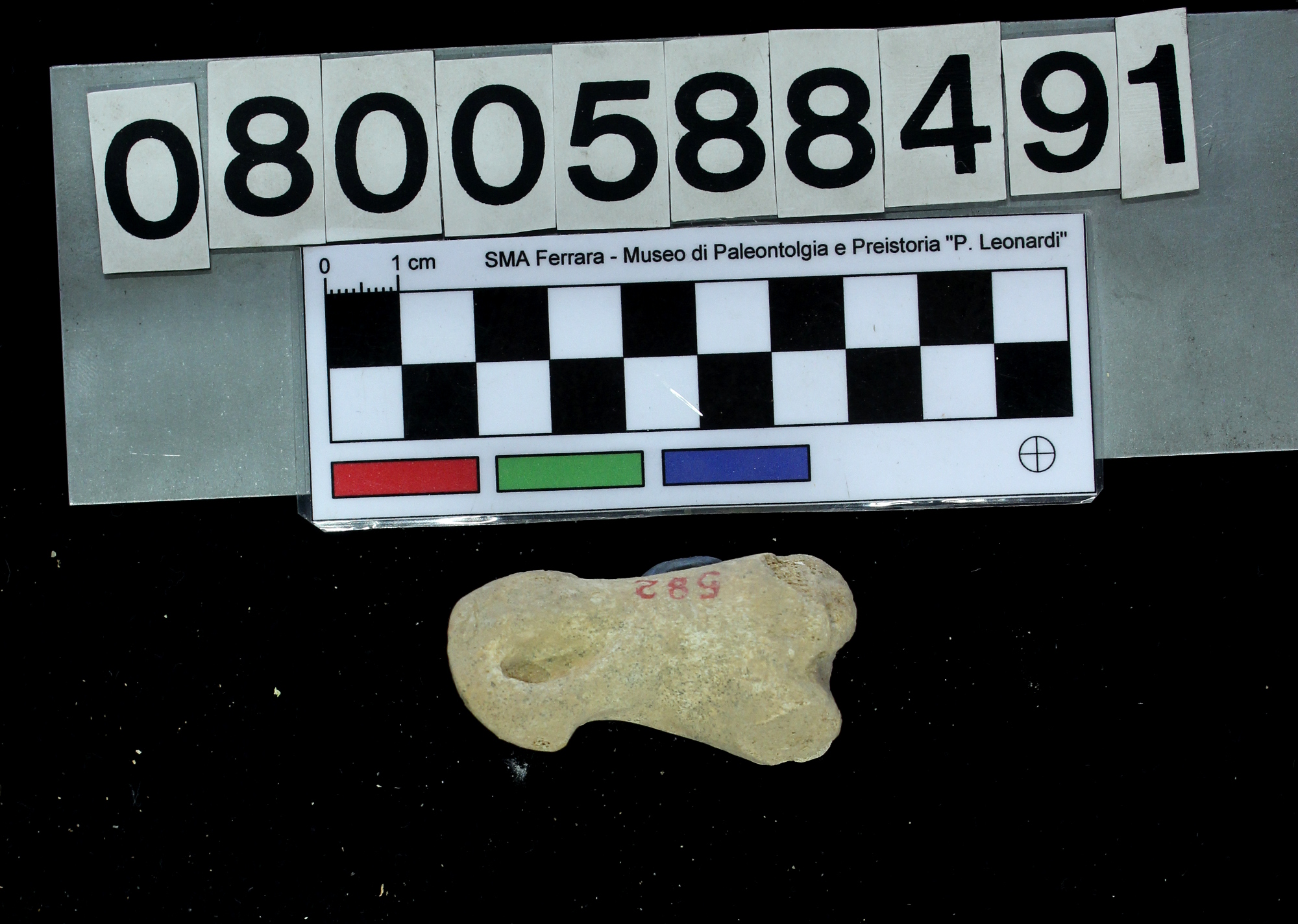 fossile (Cervus elaphus, I falange, esemplare)