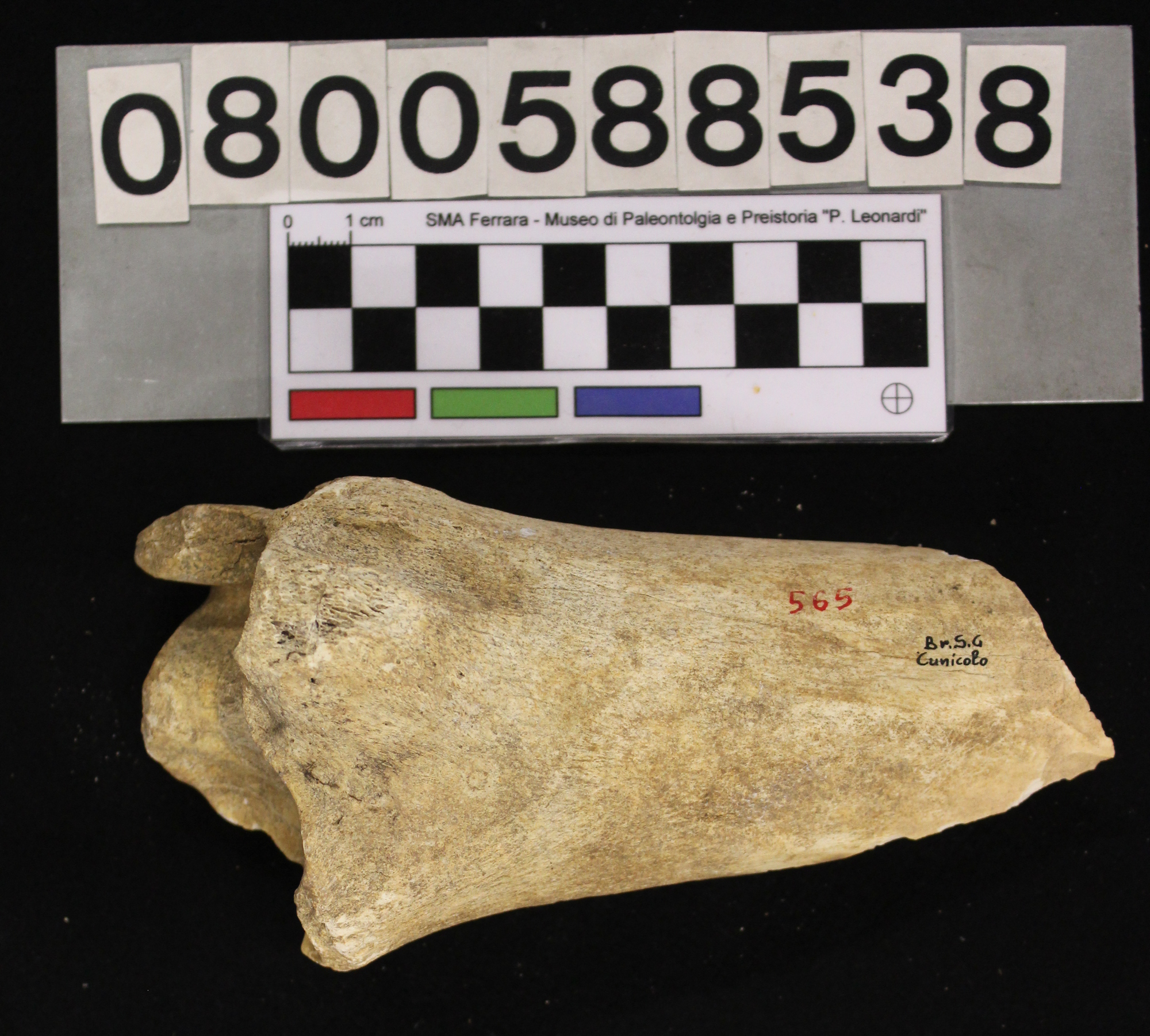 fossile (Megaloceros giganteus, tibia, esemplare)